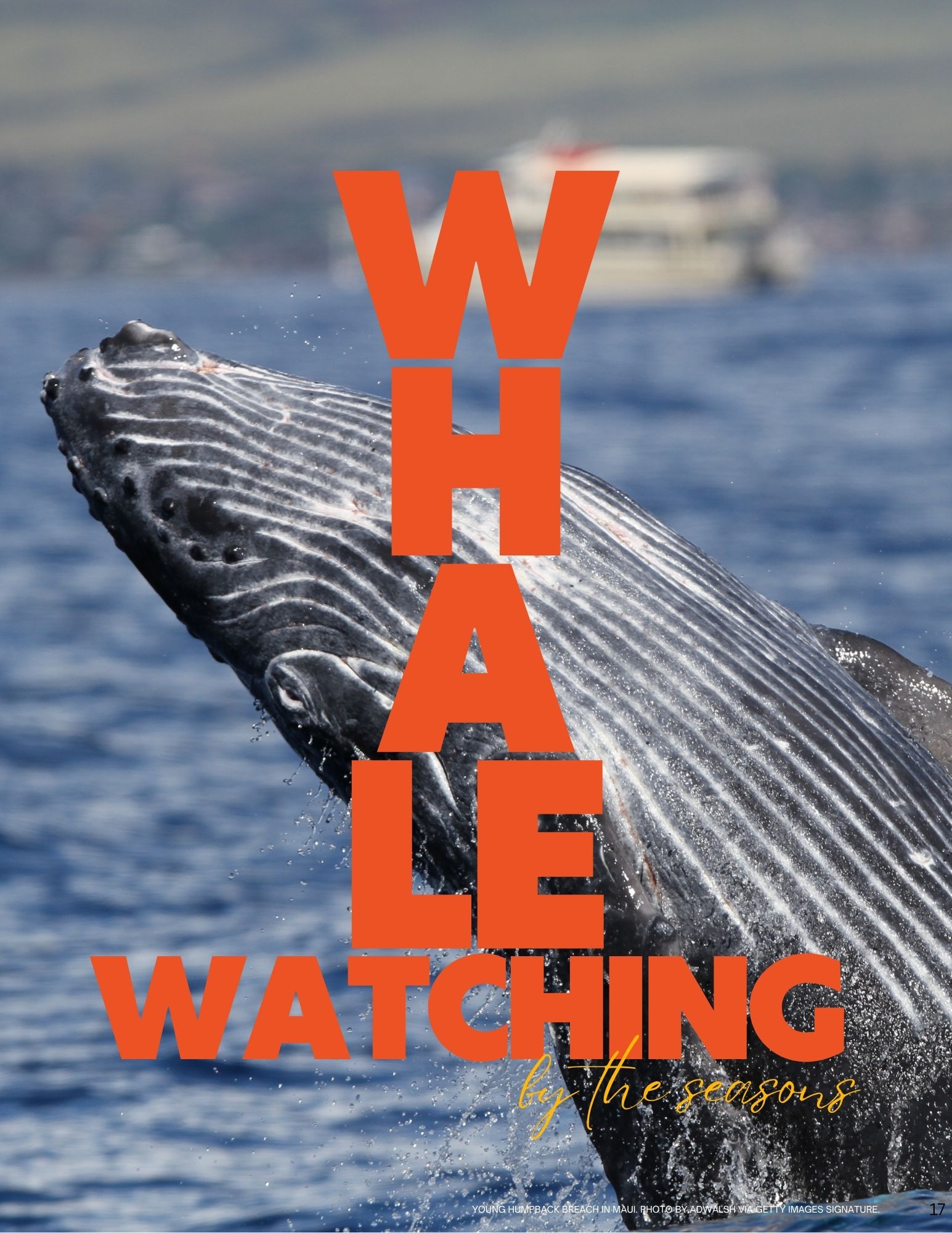 Whale Watching by the Seasons: Following Nature’s Grand Migration