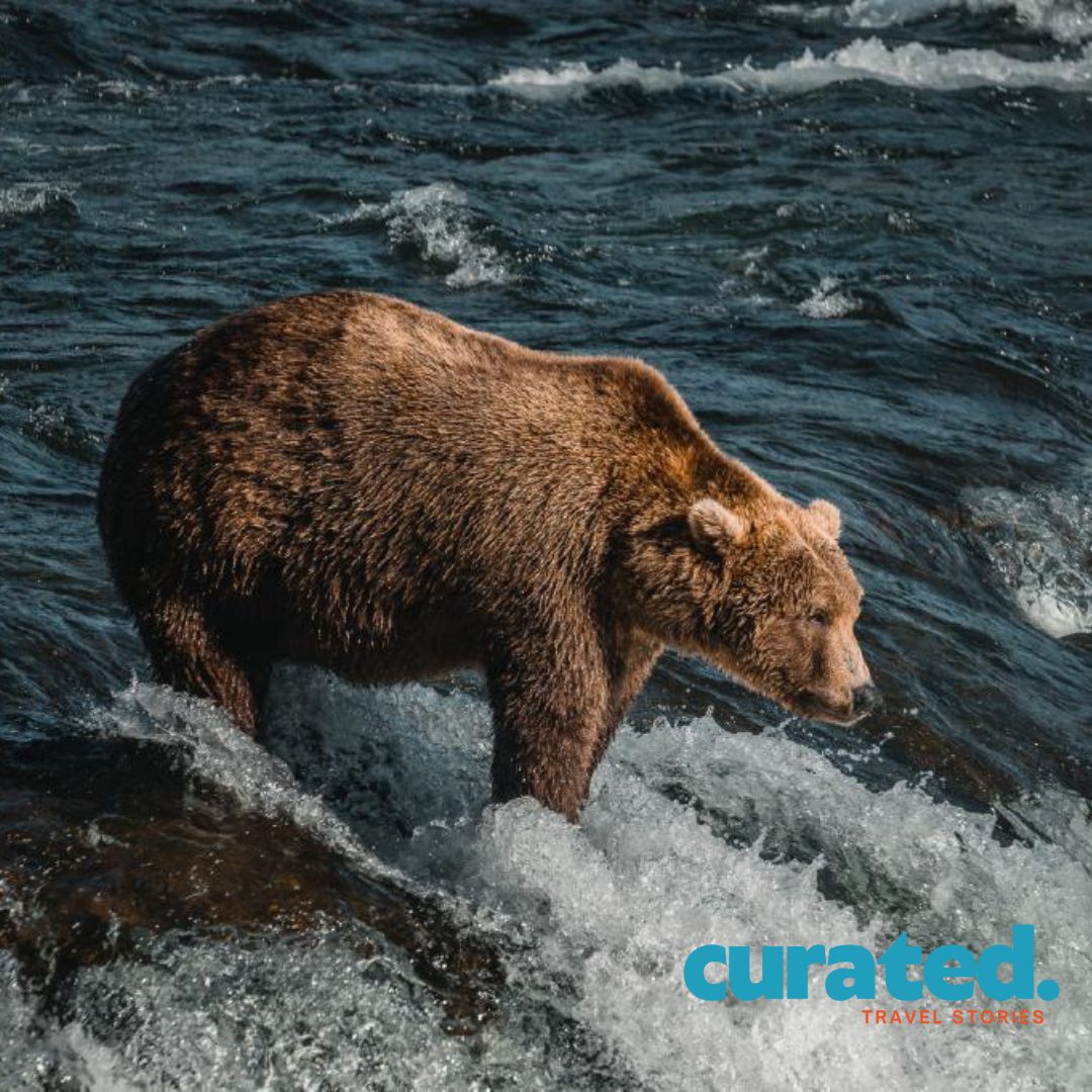 Lions, Tigers, and Bears: Wild Encounters Await
