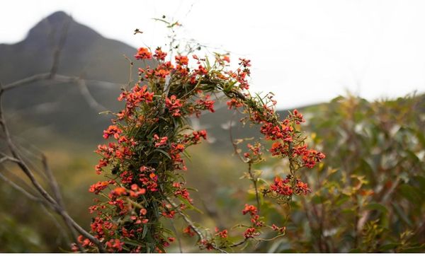 Bloom Festival Celebrates Western Australia’s Spring Wildflower Season